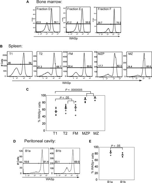 Figure 4. WASp+ B cells exhibit a selective advantage beginning at the late transitional B-cell stage. Expression of WASp was determined in B-cell subsets derived from BM, spleen, and peritoneal cavity in female WASp heterozygous mice. Representative example of staining in (A) BM, (B) spleen, and (D) peritoneal cavity. Percentage of WASp-positive B cells in each subset in (C) spleen (n = 8) and (E) peritoneal cavity (n = 6).