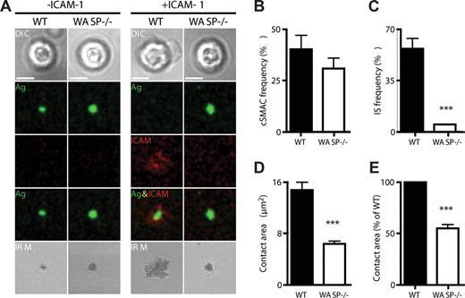 Figure 6. WASp is required for integrin activation and pSMAC formation at the B-cell immunologic synapse. WT and WASp−/− B cells were settled onto lipid bilayers containing anti-kappa antibody (green) or antikappa and Alexa532-conjugated ICAM-1 (red) and imaged by confocal microscopy after 20 minutes of interaction. (A) Differential interference contrast (DIC), fluorescence and interference reflection microscopy (IRM) images of representative cells are shown. Quantification of the percentage of B cells forming (B) a cSMAC or (C) an IS (cSMAC + pSMAC) and (D,E) the area of B-cell contact with the bilayer. For each condition, a total of 20 to 50 B cells were analyzed. Bars represent mean values plus or minus SEM. Data are representative of 2 independent experiments. Scale bar represents 2.5 μm. ***P < .001.