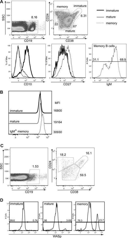 Figure 7. WASp+ mature B cells exhibit a selective advantage in humans. (A,B) Expression of WASp in immature, mature, and IgM memory B cells in peripheral blood from a healthy person. Peripheral blood mononuclear cells from a healthy person were stained for CD19, CD24, CD38, CD10, CD27, and IgM in addition to WASp. (A) Based on these markers, the following B-cell subsets were identified: CD19+CD24hiCD38hi immature/transitional B cells, CD19+CD24lowCD38int naive mature B cells, and CD19+CD24hiCD38lowIgM+ IgM memory B cells. Transitional B cells express high levels of CD10, whereas memory B cells express high levels of CD27. (B) WASp expression and relative mean fluorescent intensity are shown for each of these B-cell subsets. Data shown are representative of more than 3 healthy persons. (C,D) Analysis of B cells in a WAS patient with a revertant mutation. B-cell subsets and relative WASp expression were determined in a WAS patient with a known revertant mutation. (C) B-cell subsets were identified as described for panel A. (D) WASp expression in immature, mature, and memory B cells (gated as in panel A) from the WAS patient.