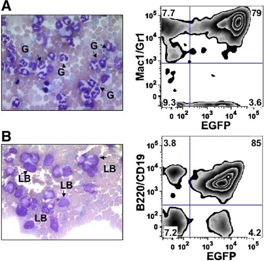 Figure 1. Comparison of CML and lymphoid blast crisis models. Lin− cells from bone marrow of wild-type, p16INK4A/p19ARF-null, or p19ARF-null donors were isolated as described in “Generation of murine models.” The cells were transduced with vectors coexpressing p210BCR/ABL and EGFP, followed by injection into sublethally irradiated wild-type recipient mice. Leukocytes from peripheral blood of the recipients were collected for lineage and morphological analysis approximately 2 to 3 weeks after transplantation. (A) Expression of p210BCR/ABL in wild-type donors resulted in the development of CML-like disease in recipients. Histological staining of peripheral blood shows mature granulocytes (G), FACS analysis indicates that almost all EGFP+ cells are Mac1+/Gr1+. (B) Injection of p210BCR/ABL-expressing cells from p16INK4A/p19ARF or p19ARF-null donors showed high levels of immature lymphoblasts (LBs) in recipient mice. The immunophenotype of EGFP+ cells is almost entirely B220+/CD19+, indicating the disease type is B-lineage acute lymphoblastic leukemia (B-ALL).