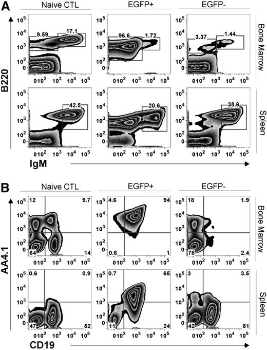 Figure 2. Phenotypic analysis of BCR/ABL-mediated B-ALL. Representative analysis for recipients of p210BCR/ABL expressing Lin− cells from a p19ARF-null background. Animals were killed approximately 2 to 3 weeks after transplantation when there were significant signs of illness. Leukocytes from bone marrow and spleen of naive control (CTL) recipient mice were harvested for flow cytometric lineage analysis. FACS plots show comparison of (A) the expression of B220, IgM, and (B) the expression of AA4.1, CD19 between CTL mice, EGFP+ and EGFP− populations of recipient mice. The gates in panel A separate IgMhi and IgMlo∼neg expressing B cells.