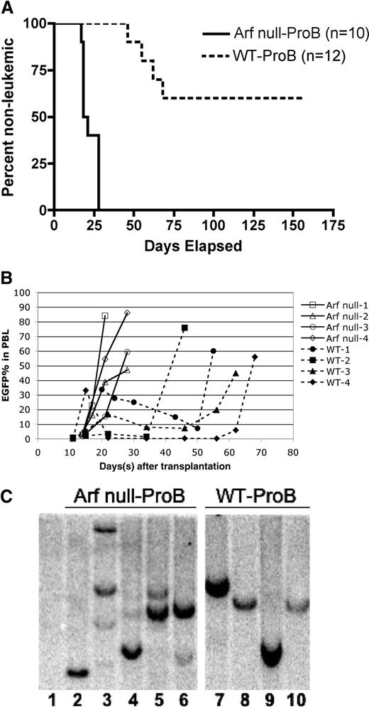 Figure 3. Disease-onset kinetics and clonal patterns of B-ALL derived from wild-type versus p19ARF-null pro-B cells. Pro-B cells from wild-type and p19ARF-null bone marrow were flow sorted and transduced with vectors coexpressing p210BCR/ABL and EGFP, followed by transplantation into sublethally irradiated wild-type recipients. (A) Kaplan-Meier analysis of survival for the recipients of p19ARF-null (solid line) and wild-type (dashed line) proB cells. (B) Peripheral blood from recipients of p19ARF-null (solid lines, closed symbols) and wild-type (dashed lines, open symbols) proB cells were sampled starting on approximately 10 to 14 days after transplantation and continued approximately every 5 to 10 days until the mice succumbed to B-ALL. The percentage of EGFP+ leukocytes was measured by flow cytometric analysis. (C) Spleen DNA of naive control (lane 1), 5 recipients of p19ARF-null proB (lanes 2-6) and 4 recipients of wild-type pro-B (lanes 7-10) was digested with EcoRI and hybridized with an EGFP probe for Southern blot analysis to reveal the proviral integration pattern.