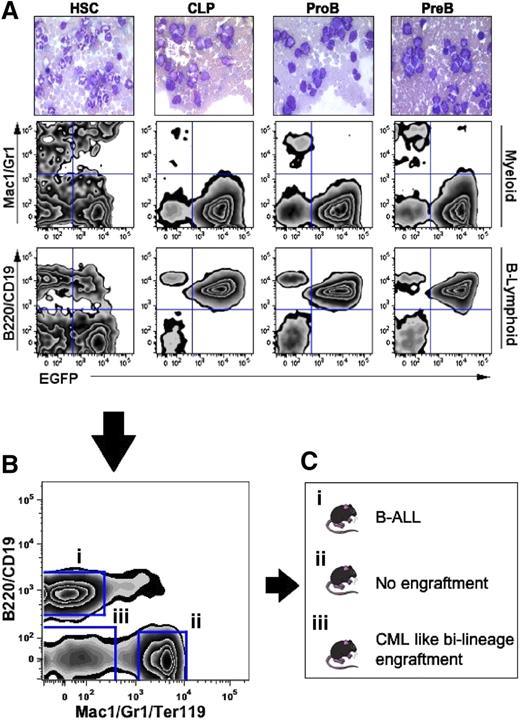 Figure 4. Defining the developmental stages of B-ALL–initiating events. HSCs, CLP, proB, and preB cells from p19ARF-null bone marrow were flow sorted and transduced with vectors coexpressing p210BCR/ABL and EGFP, followed by transplantation into sublethally irradiated wild-type recipients. (A) Peripheral blood of recipient mice was sampled at day 17 after transplantation for histological (top row) and flow cytometric analyses to assess the GFP expression and lineage distribution of leukocytes (center and bottom rows). (B) At day 23 after transplantation, bone marrow cells from the p19ARF-null HSC primary recipients were flow sorted into 3 distinct cell groups, (1) B-lymphoid marker positive, (2) myeloid marker positive, and (3) lineage negative, followed by transplantation into sublethally irradiated secondary wild-type recipients. The plot shown was gated on EGFP+ and T-cell negative (CD3−) cell population. (C) Outcome of the secondary recipients that received different sorted cells from p19ARF-null HSC primary recipients indicated in panel B.