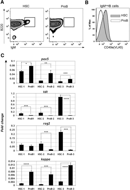 Figure 5. Phenotypic analyses of B-ALL arising from p19ARF-null HSC versus pro-B cells. Primary recipients injected with p210BCR/ABL-expressing p19ARF-null HSC or pro-B cells were killed approximately 2 to 3 weeks after transplantation. Leukocytes from the recipients' bone marrow were harvested for flow cytometric phenotypic analysis. (A) Cells derived from HSC (left) contained approximately 3-fold more (2.1% vs 0.7%) mature B cells (IgM+) as cells derived from pro-B stage (right). The plots shown were gated on EGFP+ lymphocytes. (B) EGFP+ B-ALL cells (B220+, CD19+, IgM−) derived from HSCs (shaded in gray) showed significantly higher CD49e (VLA5) expression than the cells arising from pro-B (white area). (C) 106 flow-sorted EGFP+ B-ALL cells from bone marrow of both HSC and pro-B recipients were reverse-transcribed to cDNA and analyzed by real-time quantitative PCR. Results are shown for 3 independent experiments, with each bar representing the average of triplicates. Error bars are standard deviation. Each gene expression value is shown relative to expression of hypoxanthine-guanine phosphoribosyl transferase (HPRT). Significance was determined with Student paired, 1-tailed t test (*P < .05; **P < .01; ***P < .005; ****P < .001).
