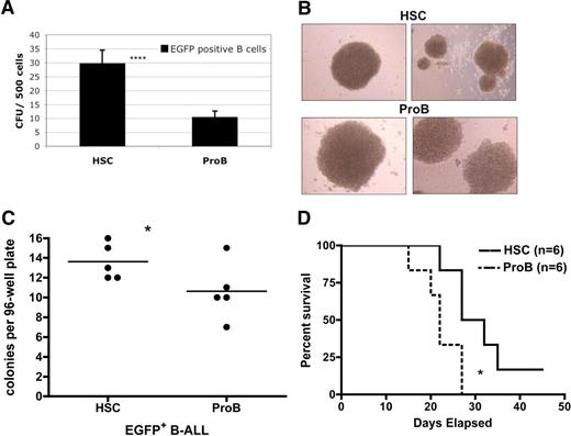 Figure 6. Assessments of clonal and growth potential of B-ALL arising from p19ARF-null HSC versus pro-B cells. Primary recipients injected with p210BCR/ABL-expressing p19ARF-null HSC or pro-B cells were killed approximately 2 to 3 weeks after transplantation. EGFP+ B-ALL (B220+, CD19+, IgM−) cells from bone marrow were isolated by FACS for analyses. (A) B-ALL cells were directly sorted into semi-solid methycellulose medium (with murine SCF, IL-3, IL-6, Flt3 ligand, and IL-7), 500 cells per well, and colonies were scored 2 weeks later. Significance was determined with Student paired, one-tailed t test (****P < .001). (B) Photographs of colonies (100× magnified) grown from cultures in panel A. (C) B-ALL cells were directly sorted into U-bottom 96-well culture plate, 1 cell per well, 5 plates per group, with 100 μL culture medium (IMDM + 10% FBS + 55 μM 2-ME). Cell clones that arose from each well were scored 2 weeks later. Significance was determined with Student paired, one-tailed t test (*P < .05). (D) Fresh isolated B-ALL cells from both groups were transplanted into sublethally irradiated wild-type secondary recipients (6 per group) at a dose of 5000 cells per mouse. Results are presented as Kaplan-Meier analysis to compare the survival of recipients that engrafted with B-ALL arising from p19ARF-null HSC and pro-B cells. Significance was determined with survival analysis method of Prism software (*P < .05).