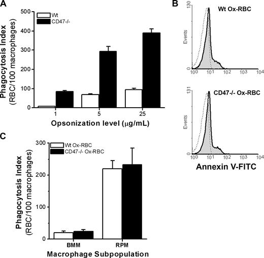 Figure 3. CD47 inhibits FcγR-mediated phagocytosis of untreated RBCs, but not serum-dependent phagocytosis of Ox-RBCs. (A) WT or CD47−/− RBCs were opsonized with 1, 5, or 25 μg/mL mAb 34-3C, washed, and then incubated with RPM for 30 minutes at 37°C. Data are mean plus or minus SEM for 4 coverslips in one representative experiment of 3. (B) Following oxidation with Cu/ascorbate for 60 minutes, WT Ox-RBCs and CD47−/− Ox-RBCs (gray histograms) bound similar levels of FITC-conjugated annexin V, as determined by flow cytometry (dotted line: RBCs incubated in PBS). (C) WT or CD47−/− Ox-RBCs were incubated with adherent BMM or RPM for 60 minutes at 37°C in the presence of serum. Phagocytosis was evaluated as described in the legend to Figure 1. Data represent mean plus or minus SEM for 3 to 6 individual experiments.