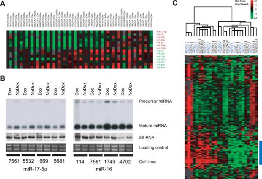 Figure 1. miRNA expression profiling in MYC-dependent lymphoma. (A) Supervised analysis for MYC-regulated miRNAs (class comparison; P < .01, paired t test with random variance model paired samples) based on miRNAs displayed in panel C. Expression levels have been set to 0 in the untreated samples to display Dox-related changes. MYC-induced miRNAs are color coded in red, whereas repressed miRNAs are depicted in green. (B) Validation of microarray data by Northern blot analysis (doxycycline treatment for 18 hours). (C) Unsupervised average linkage cluster of MYC-induced lymphoma cell lines (n = 26) based on 154 differentially expressed miRNAs. Two major cell line clusters were identified, mainly characterized by a distinct miRNA pattern (blue bar).