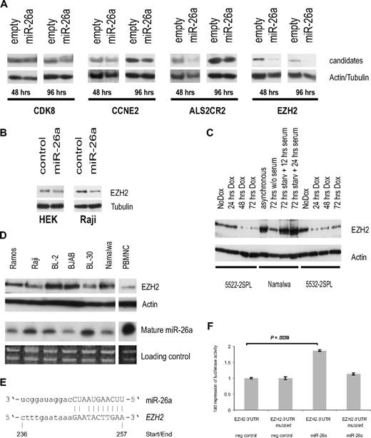 Figure 5. EZH2 as a potential miR-26a target. (A) Protein expression analysis of selected miR-26a candidate targets in stably transfected Raji cells at indicated time points after miR-26a induction compared with an empty vector control. Actin/tubulin served as a loading control. (B) Transient transfection of miR-26a precursor and scrambled RNA into HEK-293 and Raji cells. Western blot results are shown for EZH2 and tubulin 48 hours after transfection. (C) Protein expression analysis of EZH2 after Dox treatment in 2 MYC-induced murine lymphoma cell lines. Starvation of Namalwa cells served as a positive control. (D) EZH2 protein expression in several human BL cell lines compared with endogenous miR-26a expression. (E) Sequence homology between miR-26a and human EZH2, site of miR-26a binding in the 3′-UTR of EZH2 is indicated. (F) Fold repression of luciferase activity as determined by reporter assay in HEK-293 cells. Luciferase expression was determined 24 hours after cotransfection of either the precursor miR-26a or a scrambled RNA. There was a significant reduction in luciferase activity in the miR-26a transfected cells compared with the controls (P = .004, exact Wilcoxon rank sum test). Error bars for 3 independent experiments (measured each in triplicate) are depicted.