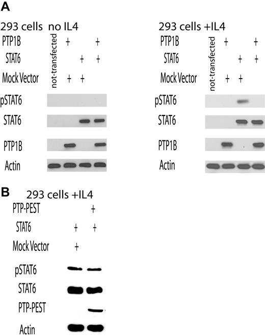 Figure 1. PTP1B dephosphorylates IL-4–induced STAT6. (A,B) HEK293 cells were transfected with PTP1B (A) or PTP-PEST (B) plasmids and either STAT6 plasmid or empty vector. Forty-eight hours after transfection, cells were stimulated with IL-4 (100 U/mL) for 30 minutes. As a control, nontransfected HEK293 cells were similarly stimulated (A). Cellular proteins from unstimulated and IL-4–stimulated cells were resolved by SDS-PAGE and immunoblotted for tyrosine-phosphorylated STAT6 (pSTAT6), STAT6, PTP1B, or PTP-PEST and actin. The result is representative of 3 independent experiments.