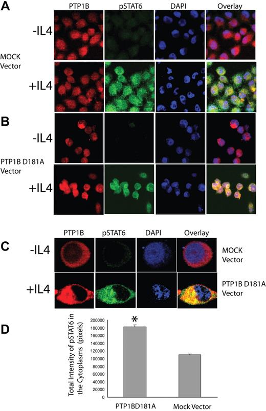 Figure 2. PTP1B-D181A colocalizes and traps pSTAT6 in the cytoplasm. Control vector-transfected HeLa cells (A) or cells transiently expressing PTP1B D181A mutant (B) were stimulated with IL-4 (100 U/mL) for 15 minutes, fixed in 4% formaldehyde, and stained with DAPI and antibodies to pSTAT6 and PTP1B as described in “Methods” in “Microscopy.” Cells were visualized by Zeiss LSM510 confocal microscope with a plan-apochromat 40×/1.3 NA oil-immersion lens, 364, 488, and 555 nm laser lines, for DAPI, Alexa Fluor 488 detection of anti-STAT6, and Alexa Fluor 555 detection of anti-PTP1B, respectively. Images were acquired using 1024 × 1024 pixel scan size, 12-bit digitization, and 4-frame averaging. The measurements were performed as described in “Methods” in “Microscopy.” (C) Four-fold magnification of individual cells from experimental conditions shown in panels A and B. (A-C) Slides were viewed with a Zeiss LSM 510/UV confocal Axiovert 200M microscope (Zeiss, Thornwood, NY) using a Zeiss plan-apochrome oil-immersion lens at 40×/1.3 NA and ProLong Gold antifade reagent (Invitrogen, Eugene, OR) as mounting medium. Images were acquired using a Zeiss LSM510/UV confocal scanner, and were processed with Zeiss LSM510 AIM 3.2 SP2 confocal microscope software and Adobe Photoshop version 7.0 (Adobe, San Jose, CA). (D) Pixel intensity corresponding to pSTAT6 was quantified as described in “Methods” in “Microscopy” in 175 control HeLa cells and 175 HeLa cells expressing the PTP1B D181A mutant. The results shown are mean plus or minus SE; P < .001. The results in panels A, B, and D are representative of 3 independent experiments.