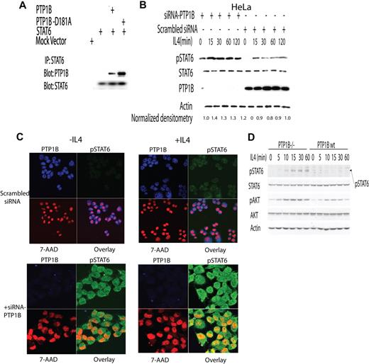 Figure 3. STAT6 is the physiologic substrate of PTP1B. (A) HEK293 cells were transfected with Myc-tagged STAT6 and PTP1B or PTP1B D181A plasmids. At 48 hours after transfection, cells were stimulated with IL-4 (100 U/mL) for 30 minutes. Cellular lysates were extracted and subjected to immunoprecipitation with anti-MYC antibody. (B) HeLa cells were transfected with either SMART pool siRNA for PTP1B or scrambled control (200 pmol). At 72 hours after transfection, the cells were stimulated with IL-4 (100 U/mL) for 15 to 120 minutes. Cellular lysates were extracted at indicated time points and blotted for pSTAT6, STAT6, PTP1B, and actin. Mean relative densitometry of pSTAT6/STAT6 ratio from 3 independent experiments is depicted. The value in specimen siRNA-PTP1B at time point 0 was arbitrarily defined as 1. (C) HeLa cells were transfected with either SMART pool siRNA for PTP1B or scrambled control (200 pmol). At 48 hours after transfection, the cells were stimulated with IL-4 (100 U/mL) for 15 minutes and fixed in 4% formaldehyde and stained with 7AAD (nuclear staining) and antibodies to pSTAT6 and PTP1B. Slides were viewed with a Zeiss LSM510/UV confocal Axiovert 200M microscope (Zeiss, Thornwood, NJ) using a Zeiss plan-apochrome oil-immersion lens at 40×/1.3 NA and ProLong Gold antifade reagent (Invitrogen, Eugene, OR) as mounting medium. Images were acquired using a Zeiss LSM510/UV confocal scanner, and were processed with Zeiss LSM510 AIM 3.2 SP2 confocal microscope software and Adobe Photoshop version 7.0 (Adobe, San Jose, CA). (D) IL-4 induces enhanced STAT6 phosphorylation in PTP1B-deficient cells. Mouse embryo fibroblasts from PTP1B-deficient (−/−) and wild-type (+/+) mice were serum starved for 4 hours and then stimulated with 50 ng/mL IL-4 for the indicated times. Activation of STAT6 and AKT was assessed with phosphotyrosine-specific STAT6 and phosphoserine-specific AKT antibodies. Equal loading was confirmed by immunoblotting with an actin antibody. Representative results of 3 independent experiments are shown.