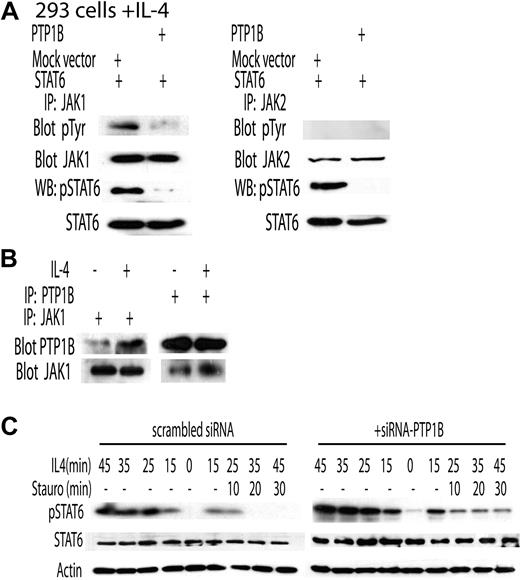 Figure 4. Dephosphorylation of pSTAT6 by PTP1B is independent of PTP1B effects on JAK1. (A) HEK293 cells were transfected with STAT6 plasmid and either PTP1B plasmid or empty vector. Forty-eight hours after transfection, cells were stimulated with IL-4 (100 U/mL) for 30 minutes. Cellular lysates were extracted and subjected to immunoprecipitation with anti-JAK1 or JAK2 antibodies followed by anti- pTyr or anti-JAK1 or JAK2 Western immunoblotting. Corresponding cellular lysates were also immunoblotted with STAT6 and pSTAT6-specific antibodies. (B) HeLa cells were either left unstimulated or were stimulated with IL-4 (100 U/mL) for 30 minutes. Cellular lysates were extracted and subjected to immunoprecipitation with anti- JAK1 and PTP1B followed by anti-PTP1B and anti-JAK1 immunoblotting. (C) HeLa cells were transfected with either SMART pool of siRNA for PTP1B or scrambled control (200 pmol). At 72 hours after transfection, the cells were stimulated with IL-4 (100 U/mL) for 15 to 45 minutes with or without the addition of staurosporine starting 15 minutes after IL-4 stimulation. Cellular proteins were immunoblotted for pSTAT6, STAT6, and actin at the indicated times. Representative results of 3 independent experiments are shown.