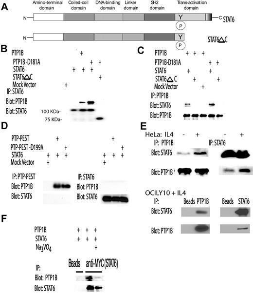 Figure 5. PTP1B interacts with the transactivation domain of STAT6. (A) Schematic representation of STAT6 and its mutant missing the C-terminal transactivation domain (STAT6ΔC). (B,C) HEK293 cells were transfected with MYC-fused STAT6 or STAT6 ΔC plasmids and vector control, PTP1B, or PTP1B D181A plasmids. At 48 hours after transfection, cells were stimulated with IL-4 (100 U/mL) for 30 minutes. Cellular lysates were extracted and subjected to immunoprecipitation with (B) anti-MYC or (C) anti-PTP1B antibodies followed by anti-PTP1B and anti-STAT6 Western blotting. (D) HEK293 cells were transfected with PTP-PEST, PTP-PEST-D199A, STAT6 plasmids, and vector control. At 48 hours after transfection, cells were stimulated with IL-4 (100 U/mL) for 30 minutes. Cellular lysates were extracted and subjected to immunoprecipitation with anti–PTP-PEST or anti-STAT6 followed by blotting with anti-STAT6 and anti–PTP-PEST antibodies, respectively. (E) HeLa and OCILY10 cells were stimulated with IL-4 (100 U/mL) for 30 minutes. Cellular lysates were extracted and subjected to immunoprecipitation with anti-STAT6 followed by anti-PTP1B or anti-STAT6 blotting. (F). STAT6 and PTP1B were transiently expressed in the HEK293 cells, as described in “Methods” in “Cell transfections.” At 48 hours after transfection, the cells were left untreated or incubated for 30 minutes with sodium orthovanadate (2 mM). The cells were then stimulated with IL-4 (100 U/mL) for 30 minutes, and cellular lysates were extracted and subjected to immunoprecipitation with anti-MYC followed by blotting with either anti-PTP1B or anti-STAT6 antibodies. Representative results of 3 independent experiments are shown in panels B-F.
