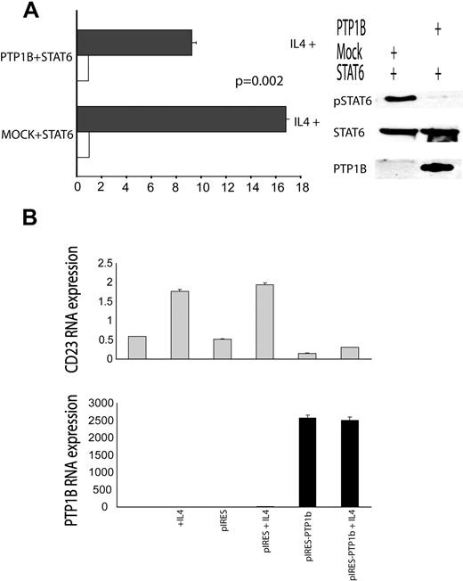 Figure 6. PTP1B inhibits IL-4–induced gene transcription. (A) Mock or PTP1B encoding plasmids were cotransfected into HEK293 cells with the STAT6-driven luciferase reporter-construct C/EBP-N4 and STAT6 and pRL plasmids. Luciferase activity was determined 48 hours after transfection in either unstimulated cells or cells that had been stimulated with IL-4 (100 U/mL) for 6 hours. Numbers refer to relative luciferase activities, the average value obtained for the reporter without activator being taken as 1. Numbers are means and SD of 3 independent experiments, each performed in triplicate. (B) VAL cells were transiently transfected with either control pIRES-hrGFPII vector or pIRES-hrGFPII PTP1B vectors as described in “Methods” in “Cell transfections.” At 48 hours after transfection, cells were sorted for GFP expression and incubated with or without IL-4 (100 U/mL) for 6 hours. RNA was extracted, and CD23 and PTP1B RNA expression was measured by real-time RT-PCR in triplicate. The result is representative of 3 independent experiments.