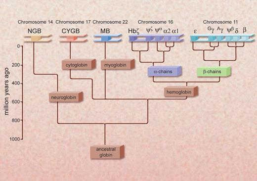 Figure 2. A diagram of the proposed evolutionary relationships of the human globin proteins as inferred from sequence analyses. NGB, neuroglobin; CYGB, cytoglobin; MB, myoglobin. Reprinted from Pesce et al (EMBO Rep. 2002;3:1146-1151) with permission. Illustration by Alice Y. Chen.