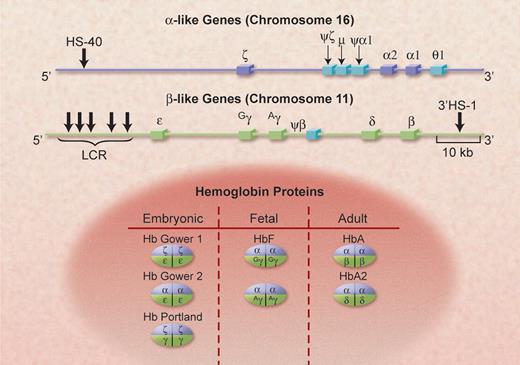 Figure 5. The genomic structure of the clusters of α-like and β-like globin genes, on chromosomes 16 and 11, in human beings. The functional α-like genes are shown in dark blue and the pseudogenes are in light blue; 2 of these (μ and θ-1) code for small amounts of RNA. The functional β-like genes are shown in light green. The important control elements, HS-40 and the LCR, discussed in the text, are also shown at their approximate locations. The α-gene cluster is approximately two thirds of the length of the β-gene cluster; it is transcribed from telomere toward centromere, the opposite of the β cluster. The various hemoglobin species that are formed from these genes, with their prime developmental stages, are shown in the lower part of the figure. Illustration by Alice Y. Chen.