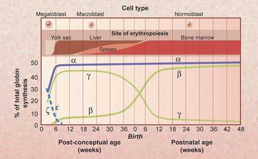 Figure 6. The timeline of the expression of the human globin genes from early stages of fetal development to the changes that occur at birth and in the first year of life. Also shown are the major sites of erythropoiesis and the types of hemoglobin-containing cells during these periods. These analyses are largely based on observations of clinical samples made by Huehns et al in the 1960s; the figure is reprinted from Wood (Br Med Bull. 1976;32:282) with permission. Illustration by Alice Y. Chen.