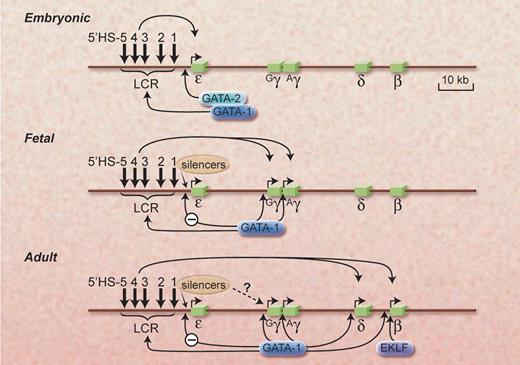 Figure 8. A simplified model of the developmental control of β-globin gene transcription at the embryonic, fetal, and adult developmental stages (see Figures 5 and 6). The sequential interaction of the LCR and trans-acting factors, such as GATA and EKLF, with the promoters of the several globin genes are shown as are putative cis-acting silencers that may down-regulate expression for “switching.” Evidence for silencers is stronger for the ε-globin gene, but it has been assumed that they would also affect the γ-globin genes. Levels of expression are indicated by the lengths of the arrows above each gene. In 3 dimensions, these interactions would be represented by loops of DNA with bridging transcription and chromatin proteins between the LCR and the genes, now called active chromatin hubs. A more detailed model would include many other transcription factors, modifications of chromatin structure, and the possible role of microRNA molecules as well as many post-transcription control mechanisms. Illustration by Alice Y. Chen.