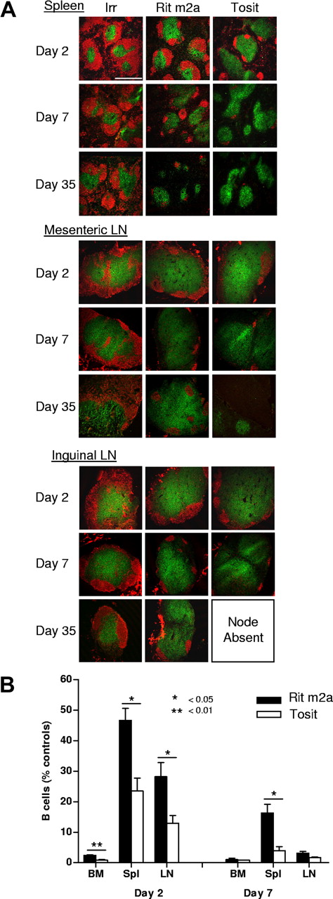 Figure 3. Depletion of B-cell subsets in the lymphoid compartment. (A) Immunohistochemistry of B-cell depletion in the spleen and mesenteric and inguinal lymph nodes. Transgenic hCD20 mice (BALB/c) received 250 μg of antihuman CD20 mAb or an isotype-matched control mAb (WR17) intravenously and killed on days 2 or 7. Tissues were harvested, embedded, and frozen, and sections stained for B cells (B220; red) and T cells (CD3; green). Scale bar represents 500 μm. Slides were viewed with a Leica SP2 confocal microscope (Leica Microsystems, Wetzlar, Germany) using a 10× dry plan fluotar lens with a 1.5× optical zoom with Vectashield mount (Vector Labs, Burlingame, CA). Images were acquired using Leica Confocal Software v2.61 and were processed with Adobe Photoshop version CS2 software (Adobe Systems). (B) Mice were treated for 2 or 7 days as indicated in panel A, then cells isolated from the bone marrow (BM), spleen (Spl), or lymph node (LN). The proportion of B cells remaining in these organs was determined by flow cytometry, compared with controls and expressed as a percentage. Bars represent mean plus or minus SEM (n = 3 from 2 independent experiments).