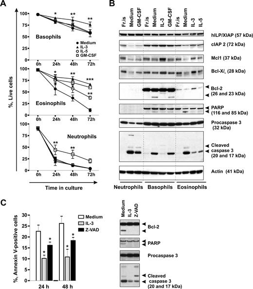 Figure 1. Spontaneous and cytokine-mediated survival of basophils in comparison to eosinophils and neutrophils. (A) Time course evaluation of spontaneous apoptosis and effects of GM-CSF, IL-5, and IL-3 on granulocyte survival. Granulocytes were cultured for 0 to 72 hours in the absence or presence of the cytokine indicated (all at 50 ng/mL), and apoptosis was assessed by double staining of cells with annexin V–FITC and propidium iodide (PI). Live cells are shown as percentage of annexin V/PI-negative cells. Data are from 4 independent experiments and shown as the mean plus or minus SEM. The P values show the levels of probability for differences between the indicated treatments (two-way ANOVA). Significantly different from the mean value of the control: *P < .05, **P < .01, ***P < .001, cytokine versus medium. (B) A comparative Western blot analysis of the expression of proteins regulating apoptosis in granulocytes. Granulocytes were freshly isolated (Fr.is.) or cultured for 24 hours in medium alone without or with the indicated cytokines. Equal amounts (20 μg) of protein extracts derived from different granulocyte subtypes were resolved by SDS-PAGE and immunoblotted using specific antibodies recognizing cIAP2, XIAP, Mcl-1, Bcl-XL, Bcl-2, PARP, and caspase 3. β-Actin is shown as loading control. (C) Spontaneous apoptosis of basophils is regulated through a caspase-dependent mechanism. Basophils were cultured in the absence or presence of the pan-caspase inhibitor zVAD-fmk (30 μM) or IL-3 (50 ng/mL). (Left panel) Apoptosis was evaluated by flow cytometry using annexin V–FITC staining after 24 hours or 48 hours of culture. Apoptotic cells are shown as percentage of annexin V-positive cells. Results of 5 independent experiments are reported as the mean plus SEM. *P < .05 for comparison of the treatment with medium control, by 1-way ANOVA. (Right panel) Western blot analysis of caspase 3 activation and caspase substrate cleavage (BCL-2, PARP) in protein extracts derived from basophils cultured for 24 hours.
