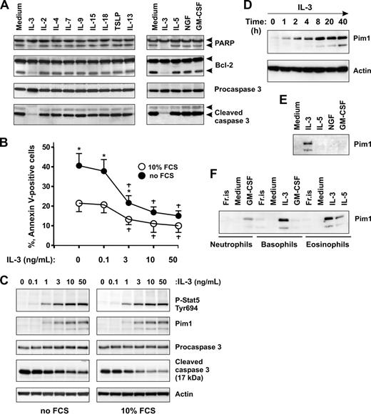 Figure 2. IL-3 induces Pim1 protein expression in basophils. (A) Effects of immunoregulatory and proinflammatory cytokines on basophil apoptosis. Basophils were cultured for 24 hours in the absence or presence of the indicated cytokines. Activation of caspase 3–dependent cascade evidenced by procaspase 3, PARP, and Bcl-2 proteolytic cleavage was determined by immunoblotting. Cytokines were used at the following concentrations: 20 ng/mL (IL-3, IL-2, IL-4, IL-7, IL-9, IL-13, IL-15, and TSLP), 50 ng/mL (IL-5, GM-CSF, and NGF). (B,C) IL-3 supports basophil survival and induces Pim1 protein expression under serum-free and serum-containing culture conditions. (B) Basophils were cultured in serum-free medium (RPMI supplemented with 1 mg/mL of BSA) or in serum-containing medium (RPMI supplemented with 10% FCS) for 24 hours in the presence of increasing concentrations of IL-3 (0-50 ng/mL) as indicated. Apoptosis was evaluated by annexin V–FITC staining. Data are from 3 independent experiments and presented as the mean plus or minus SEM. *P < .05 for comparison of no FCS versus 10% FCS. †P < .05 for IL-3 treatment versus medium control, by ANOVA. (C) Dose-response of Pim1 induction by IL-3. Pim1, procaspase 3, activated caspase 3, as well as phosphorylation status of Stat5 were analyzed by Western blotting using specific antibodies. β-Actin is shown as loading control. (D) Time-course analysis of Pim1 protein expression induced in basophils by IL-3. Basophils were incubated in the presence of IL-3 (50 ng/mL) for indicated time periods. Pim1 protein expression was analyzed by immunoblotting. (E) Comparison of the effects of priming cytokines on Pim1 expression in basophils. Basophils were cultured for 24 hours with IL-3, IL-5, GM-CSF, or NGF (all at 50 ng/mL) before analysis of Pim1 by Western blotting. (F) Pim1 is induced in human granulocytes on stimulation with prosurvival cytokines of the GM-CSF family. Freshly isolated granulocytes (Fr.is.) or cells cultured for 24 hours in medium alone or in the presence of the indicated cytokine (all at 50 ng/mL). See also Pim1 expression in neutrophils and eosinophils cultured with all members of the GM-CSF family in Figure S2.