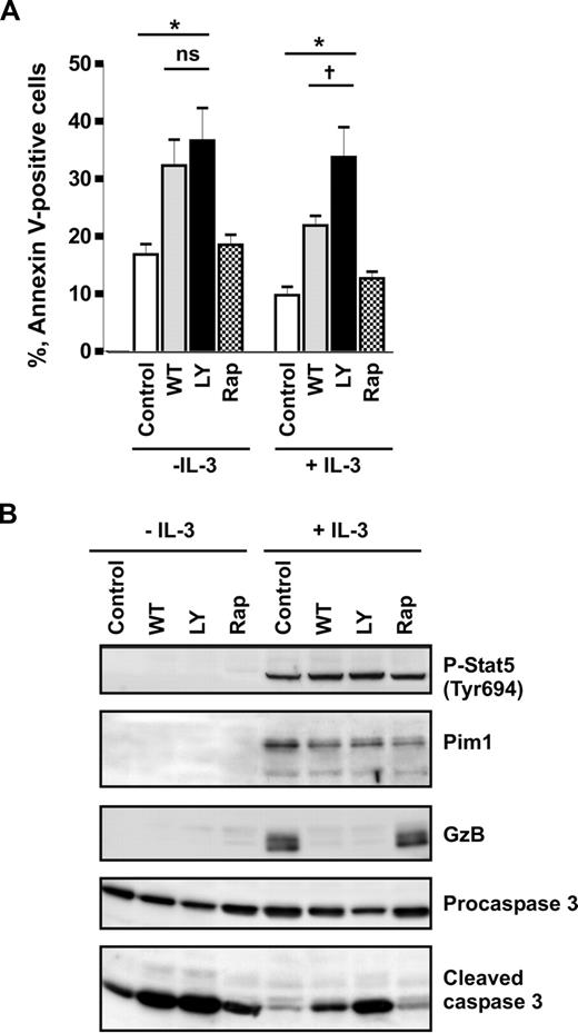 Figure 3. IL-3 induces a PI3-kinase–independent antiapoptotic pathway in basophils. (A,B) Basophils were stimulated or not with IL-3 (50 ng/mL) for 24 hours in the absence (Control) or presence of different inhibitors: PI3-kinase inhibitors, LY2940002 (LY, 30 μM), and wortmannin (WT, 100 nM); mTOR inhibitor, rapamycin (Rap, 50 μM). Inhibitors were added 30 minutes before the addition of IL-3. (A) The percentage of apoptotic (annexin V–positive) cells is shown. Data are from 5 independent experiments and reported as the mean plus SEM. *P < .05 for comparison of the treatment with medium control. ns indicates not significant for comparison of WT versus LY in medium. †P < .05, WT versus LY in the presence of IL-3, by 1-way ANOVA. (B) Procaspase 3, activated caspase 3, granzyme B (GzB), and Pim1 as well as phosphorylation of Stat5 were analyzed by Western blotting using specific antibodies.
