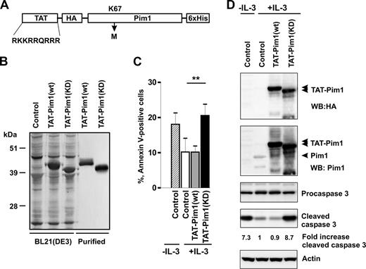 Figure 4. Kinase-dead Pim1 inhibits IL-3–induced basophil survival. (A) Schematic diagram representing the structure of TAT-Pim1(wt) and TAT-Pim1(KD). TAT peptide precedes the HA-tag at the N-terminus of Pim1, 6 His residues are located at the C-terminus of fusion protein. Kinase dead mutant Pim1(KD) has a single amino acid substitution of Lys67 to Met (K67M). (B) Expressed in E coli BL21(DE3) and further purified TAT-Pim1(wt) and TAT-Pim1(KD) fusion proteins were analyzed by SDS-PAGE followed by Coomassie blue staining. (C,D) Basophils were treated with buffer (control) or transduced with TAT-Pim1(wt) or TAT-Pim1(KD) as indicated and cultured in the presence of IL-3 for 24 hours. Cells cultured in the absence of IL-3 are shown as controls. (C) Apoptosis was determined by annexin V–FITC staining and flow cytometry. Data are shown as mean plus SEM from 3 experiments. **P < .01 for comparison of IL-3 control versus TAT-Pim1(KD) + IL-3. (D) Activation of caspase 3 was assessed by immunoblotting for procaspase 3 and cleaved caspase 3. TAT-Pim1 fusion proteins were detected using anti-HA antibody and after the stripping with anti-Pim1 antibody. β-Actin was used as loading control. Fold change of caspase 3 activity was calculated as relative ratio of the band intensity value of cleaved caspase 3 in individual sample divided by the band intensity value of cleaved caspase 3 from control IL-3–treated basophils. The band intensity values of cleaved caspase 3 were normalized to β-actin.