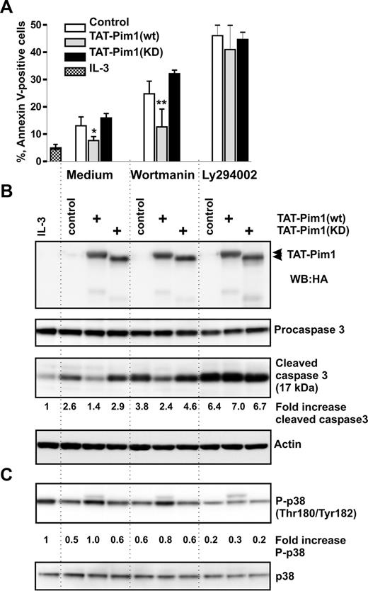 Figure 5. TAT-Pim1(wt) enhances survival in a PI3-kinase–independent manner. Basophils were preincubated with the buffer (control), or with TAT-Pim1(wt) and TAT-Pim1(KD) for 1 hour, and then wortmannin (100 nM) or LY2940002 (30 μM) was added to cell cultures for 24 hours as indicated. (A) Cell apoptosis was determined by annexin V–FITC staining and subsequent flow cytometry. Apoptotic cells are shown as percentage of annexin V–positive cells. Data are presented as mean plus SEM from 3 experiments. *P < .05, **P < .01, for the comparison of TAT-Pim1 versus medium control within the groups, by one-way ANOVA. (B) Activation of caspase 3 was assessed by immunoblotting measuring procaspase 3 proteolytic cleavage. TAT-Pim1 fusion proteins were detected using anti-HA antibody. β-Actin was used as loading control. The level of the activated caspase 3 was estimated in each sample by densitometry. Fold change of caspase 3 activity was calculated as described in the legend to Figure 4. (C) Phospho- and total of p38 MAPK were detected using specific antibodies. Fold change of p38 MAPK phosphorylation was calculated as relative ratio of the band intensity value of phosphorylated p38 MAPK in individual sample divided by the band intensity value of phosphorylated p38 MAPK from control basophils incubated in medium alone. The band intensity value of phosphorylated p38 MAPK was normalized to the band intensity value of total p38.