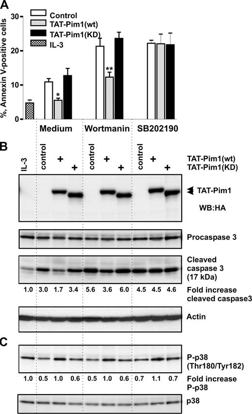 Figure 6. Antiapoptotic effect of TAT-Pim1(wt) depends on p38 MAPK activation. Basophils were incubated with the buffer (control), or with TAT-Pim1(wt) and TAT-Pim1(KD) for 1 hour, and then wortmannin (100 nM) or SB202190 (10 μM) was added to cell cultures for 24 hours. (A) Cell apoptosis was determined by annexin V–FITC staining and subsequent flow cytometry. Apoptotic cells are shown as percentage of annexin V–positive cells. Data are shown as mean plus SEM from 3 experiments. *P < .05, **P < .01, for the comparison of TAT-Pim1 versus medium control within the groups, by one-way ANOVA. (B) Activated caspase 3, procaspase 3, and TAT-pim1 fusion proteins as well as (C) phospho-and total of p38 MARK were detected by immunblotting using specific antibodies. β-Actin was used as loading control. Fold changes of caspase 3 activity and p38 MAPK phosphorylation were calculated as described in the legends to Figures 4 and 5.