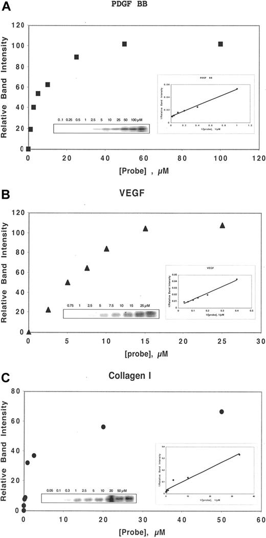 Figure 1. DF interacts with heparin-binding proteins in a concentration-dependent manner. Either PDGF BB (50 nmol/L, A), VEGF (150 nmol/L, B), or collagen I (30 nmol/L, C) was incubated in 0.1 mol/L Tris-HCL, pH 7.4, with ClRNH32P-OdT18 at the stated concentrations for 1 hour at 37°C. The sample buffer was then added, and the mixture was boiled and subjected to 12% PAGE. Unreacted oligomer ran off the bottom of the gel and is not shown. The gel bands in left insert were quantitated by laser densitometry. Shown is a plot of relative band intensity versus probe oligodeoxynucleotide concentration. Right insert: Double-reciprocal plot of these data. The value of apparent Kd (−1/x intercept) for PDGF BB, VEGF, and collagen I were 5, 34, and 0.6 μmol/L, respectively.