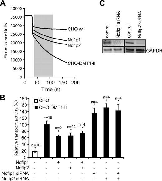Figure 1. Ndfip1 and Ndfip2 inhibit DMT1 transport activity. (A) Representative traces obtained in the fluorescence quenching assay used to determine DMT1 transport activity. A total of 100 μM CoCl2 (final concentration) was added to the cells (indicated by the arrow), and the rate of fluorescence quenching (slope of line in shaded area) was calculated as a measure of the activity of DMT1 at the plasma membrane. (B) The relative transport activity of DMT1 when Ndfip1 and Ndfip2 are ectopically expressed as measured using the fluorescence quenching assay as described in panel A. *Significant difference between transfected and control CHO-DMT1-II cells (P < .05). □ indicates CHO cells not expressing DMT1; ■, CHO-DMT1-II cells. Data are mean plus or minus SEM. (C) RT-PCR showing levels of Ndfip1 and Ndfip2 transcript after knockdown.