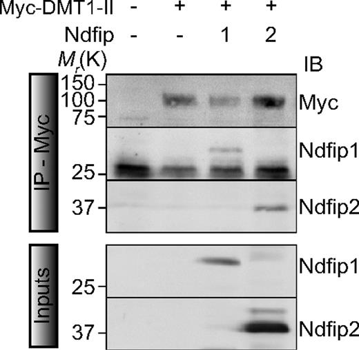 Figure 2. Both Ndfip1 and Ndfip2 interact with DMT1. Coimmunoprecipitation of DMT1-II (anti-myc) with Ndfip1 or Ndfip2. Experiments were carried out as described in “Methods.”