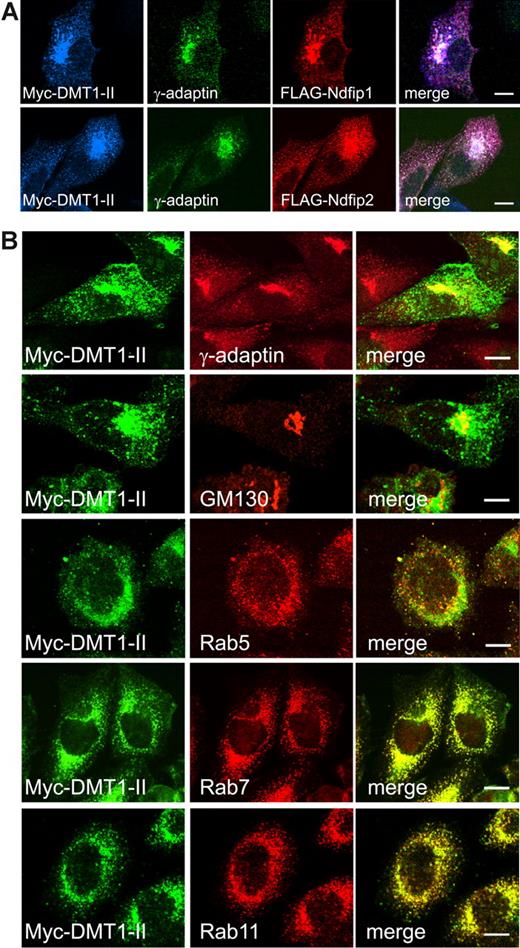 Figure 3. Intracellular localization of DMT1. (A) Confocal microscopy shows that DMT1-II colocalizes with γ-adaptin (trans-Golgi network) and both Ndfip1 and Ndfip2. (B) DMT1-II only partly colocalizes with GM130 (cis-Golgi) and early endosomal marker Rab5. Colocalization is observed with late and recycling endosomal markers Rab7 and Rab11, respectively. Scale bars represent 10 μm.