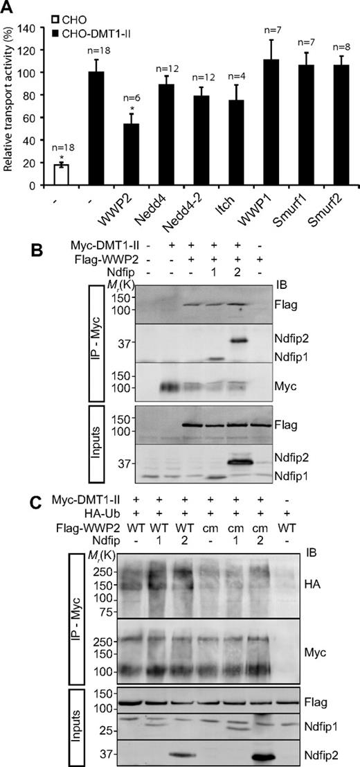 Figure 4. WWP2 regulates DMT1 transport activity and ubiquitinates DMT1 in an Ndfip-dependent manner. (A) The relative transport activity of DMT1 in the presence of Nedd4 family members. *P < .05. □ indicates CHO wild-type cells; ■, CHO-DMT1-II-expressing cells. Data are mean plus or minus SEM. (B) Interaction of DMT1 with WWP2, Ndfip1, and Ndfip2. CHO-DMT1-II cells transfected as indicated were subjected to immunoprecipitation with α-myc followed by immunoblotting (IB) as indicated. (C) Ubiquitination of DMT1 by WWP2. CHO-DMT1-II cells were transfected with vector (−), WWP2 (wild-type and a catalytically inactive mutant, cm), Ndfip1, Ndfip2, and HA-tagged ubiquitin. DMT1-II was immunoprecipitated with α-myc followed by IB as indicated.