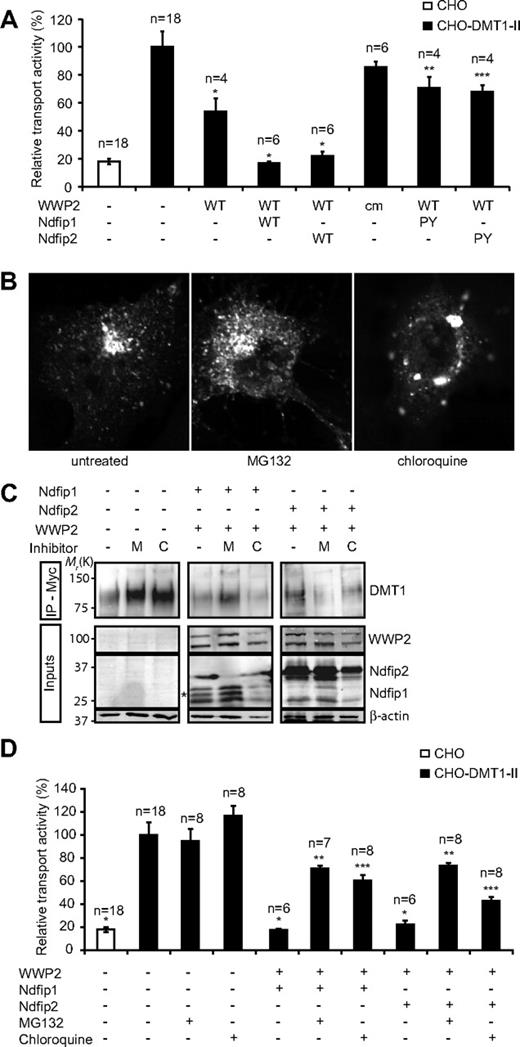 Figure 5. DMT1 transport activity is decreased by WWP2 in an Ndfip-dependent manner that is reliant on the WW domain–PY motif interaction. (A) The relative transport activity of DMT1 in the presence of WWP2 (wild-type and catalytically inactive mutant, cm), Ndfip1 (wild-type and double PY mutant), and Ndfip2 (wild-type and double PY mutant) as indicated. *Significant difference between transfected and control CHO-DMT1-II cells (P < .05). **Significant increase (P < .05) from CHO-DMT1-II cells transfected with WWP2 and wild-type Ndfip1. ***Significant increase (P < .05) from CHO-DMT1-II cells transfected with WWP2 and wild-type Ndfip2. □ indicates CHO cells not expressing DMT1-II; ■, CHO-DMT1-II cells. Data are mean plus or minus SEM. (B) Immunofluorescence of Myc-DMT1 in untreated CHO-DMT1-II cells or after 4-hour incubation with MG132 (50 μM) or chloroquine (400 μM) as indicated. (C) Total levels of DMT1 in cells transfected with WWP2 and Ndfip1 or Ndfip2 and incubated for 8 hours with MG132 or chloroquine as indicated. DMT1 was immunoprecipitated using α-myc followed by immunoblotting. (D) The relative transport activity of DMT1 in the presence of WWP2 and Ndfip1 or Ndfip2 as indicated followed by incubation with MG132 or chloroquine for 8 hours as indicated. *Significant difference between transfected and control CHO-DMT1-II cells (P < .05). **Significant increase (P < .05) from CHO-DMT1-II cells transfected with WWP2 and Ndfip1 in the absence of inhibitors. ***Significant increase (P < .05) from CHO-DMT1-II cells transfected with WWP2 and Ndfip2 in the absence of inhibitors. □ indicates CHO cells not expressing DMT1-II; ■, CHO-DMT1-II cells. Data are mean plus or minus SEM.