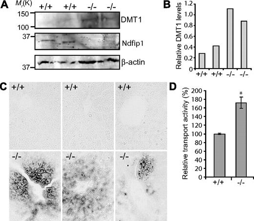 Figure 6. Ndfip1−/− mice show increased levels of DMT1 in the liver associated with iron loading. (A) Immunoblot analysis of DMT1 in liver tissue of 6-week-old Ndfip1+/+ and Ndfip1−/− mice. There is an increase in the levels of DMT1 in Ndfip1−/− mice compared with Ndfip1+/+ mice; 10% input was probed for β-actin as loading control. (B) DMT1 protein levels were quantitated relative to the β-actin loading control and displayed graphically. (C) Perl's iron staining of paraffin-embedded liver sections. Iron (stained in black) is seen accumulating around the portal veins in the Ndfip1−/− liver. The sections were counterstained with nuclear fast red to delineate cell nuclei. Data from 3 different Ndfip1−/− animals and their wild-type Ndfip1+/+ littermates are shown. (D) Transport activity in primary hepatocytes is increased in Ndfip1−/− mice compared with wild-type littermates. The relative transport activity was measured by fluorescence quenching assay as described in Figure 1. *P < .05. Data are mean plus or minus SEM. Images were viewed with an Olympus BX51 microscope (Olympus, Center Valley, PA) using a UplanApo Lens at 40×/0.85 NA. Images were acquired using an Olympus camera model DP70 (3.0) and processed with Olysia Bioreport version 3.2 (Olympus) software. Images were compiled using Adobe Photoshop version 6.0 software (Adobe Systems, San Jose, CA).