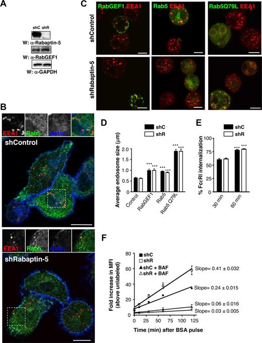 Figure 1. Rabaptin-5 knock-down does not impair canonical Rab5 processes in BMCMCs. (A) Total cell lysates from BMCMCs treated with control (shC) or Rabaptin-5 (shR) targeted shRNA constructs were resolved by SDS-PAGE and probed with the indicated primary antibodies. (B) BMCMCs generated as in panel A were processed for confocal microscopy as described in Document S1, (“Immunofluorescence”) and stained with α-EEA1 (red) and α-Rab5 (green) antibodies and phalloidin (blue) to identify the actin cytoskeleton. The regions outlined by dashed boxes are shown magnified, and as individual channels, above the overlay. (C) BMCMCs generated as in panel A were transiently transfected with the indicated GFP constructs by electroporation for 12 to 24 hours and processed for immunofluorescence as in panel B with GFP fluorescence in green and α-EEA1 in red. (D) Endosome sizes from individual shC- or shR-treated BMCMCs prepared as in panel C were measured as described in Document S1, “Immunofluorescence,” averaged, pooled from 3 separate experiments, and compared (***P < .001 vs corresponding “control” untransfected cells). (E) BMCMCs generated as in panel A were sensitized with IgE, stimulated with biotinylated α-IgE Abs for the indicated times, and surface α-IgE was assessed by flow cytometry. The bar graph shows the mean plus or minus SEM of percentage FcϵRI internalization determinations from 4 separate batches of BMCMCs (***P < .001 vs MFI at 30 minutes). (F) BMCMCs generated as in panel A were pulsed with 0.5 mg/mL of Cy 5-labeled BSA for 20 minutes, washed, and chased with unlabeled BSA. Associated fluorescence was measured at the indicated times after washout by flow cytometry. To prevent endosome acidification, some cells were pretreated with 50 μM of bafilomycin for 10 minutes before the BSA pulse. Graphs represent data transformed to show fold increases above unlabeled cells pooled from 3 pairs of shC- or shR-treated BMCMCs. Linear regression analysis was performed to generate lines of best fit with the slopes and 95% confidence intervals noted. Scale bars in panels B and C represent 7.5 μm.