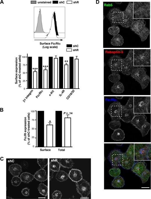 Figure 2. Rabaptin-5 knock-down decreases surface FcϵRIα expression in BMCMCs. (A) Surface FcϵRIα expression was analyzed by flow cytometry on control (shC) or Rabaptin-5 (shR) shRNA-treated BMCMCs. Representative histograms comparing control (black filled histogram) and Rabaptin-5-deficient (unfilled histogram) BMCMCs. Gray filled histogram indicates streptavidin only. Bar graph depicts surface expression of the indicated mast cell receptors assayed by flow cytometry, pooled from 5 different pairs of shC- or shR-treated BMCMCs. (B) Total or surface FcϵRIα levels from control or Rabaptin-5–deficient BMCMCs were analyzed by flow cytometry. Bar graph indicates total FcϵRIα expression relative to shC-treated BMCMCs from 5 separate experiments. (C) The subcellular distribution of FcϵRIα in shC- or shR-treated BMCMCs was assessed by confocal microscopy as described in Document S1, “Immunofluorescence.” Bar represents 7.5 μm. (D) Localization of Rab5 (green), Rabaptin-5 (red), and FcϵRIα (blue) was examined in control BMCMCs by confocal microscopy. Magnified images of the regions outlined by dashed boxes are shown in the upper right corner of each panel. Bar represents 7.5 μm. In panels A and B: +P < .05, ++P < .01, +++P < .001, compared with hypothetical value of 100.