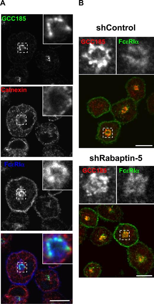 Figure 3. Rabaptin-5 deficiency does not alter intracellular FcϵRI localization to the trans-Golgi. (A) BMCMCs were processed for confocal microscopy as in Figure 1 and stained with antibodies to calnexin (red; endoplasmic reticulum) and GCC185 (green; trans-Golgi network) to localize intracellular FcϵRI (blue). Magnified regions are outlined by dashed boxes and shown in the upper right corner of each panel. (B) The relative subcellular localization of GCC-185 (green) and FcϵRI (red) was examined in control (shControl) and Rabaptin-5-deficient (shRabaptin-5) BMCMCs. Large panels show overlay of GCC-185 and FcϵRI immunostaining. Magnified images of the regions outlined by dashed boxes are shown in the upper right corner of each panel. Bars represent 7.5 μm.