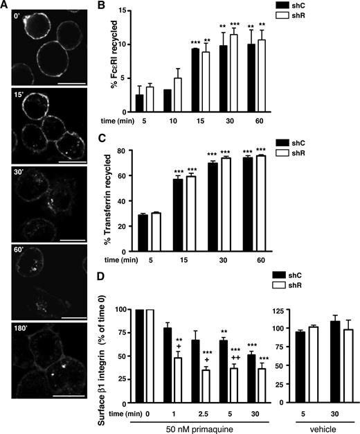Figure 5. Rabaptin-5 deficiency does not influence FcϵRI recycling but does alter surface stability of β1 integrin. (A) BMCMCs were induced to adhere to fibronectin (FN)-coated coverslips as described in Document S1, “Immunofluorescence,” labeled with Alexa 647-labeled α-FcϵRIα Fabs on ice, transferred to 37°C, and then fixed and processed for confocal microscopy at the indicated times. Bar represents 7.5 μm. (B) FcϵRI recycling was assessed in shC- or shR-treated BMCMCs using biotinylated α-FcϵRIα Fabs as described in Document S1, “FcϵRI recycling.” Bar graph represents data pooled from 3 separate pairs of shC- or shR-treated BMCMCs. (C) Transferrin recycling in shC- or shR-treated BMCMCs was performed as described in Document S1, “Transferrin recycling.” Bar graph represents data pooled from 4 separate pairs of shC- or shR-treated BMCMCs. (D) shC- or shR-treated BMCMCs were exposed to 50 μM of primaquine (left bar graph) or vehicle (right bar graph) for the indicated times, and then surface β1 integrin levels were assessed by flow cytometry. Data were pooled from 3 separate pairs of shC- or shR-treated BMCMCs. +P < .05; ++P < .01 for shC- versus shR-treated cells; *P < .05, **P < .01, ***P < .001, versus t = 5 minutes time point (B,C) or time 0 (D).