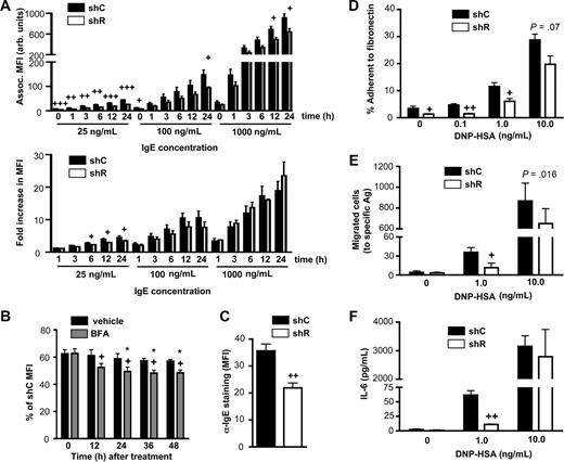 Figure 6. Rabaptin-5 deficiency diminishes mast cell IgE-dependent responses to specific antigen. (A) Control (shC) or Rabaptin-5 (shR) shRNA-treated BMCMCs were cultured with various concentrations of Alexa 647-labeled IgE (IgE-647) for the indicated times and then assessed for associated fluorescence. Top panel bar graph represents total associated fluorescence; bottom panel bar graph, fold increase in associated fluorescence compared with time 0 (incubated for 1 hour at 4°C). (B) shC- or shR-treated BMCMCs were cultured with low amounts of IgE-647 (25 ng/mL) in the presence (gray bars) or absence (black bars) of 100 μg/mL of brefeldin A, and associated fluorescence was assessed at the indicated times. +P < .05 for vehicle versus BFA; *P < .05 versus time 0 in the same treatment group. (C) C57BL/6-KitW−sh/W−sh mice were injected intraperitoneally with GFP+ shC- or shR-treated BMCMCs; 6 weeks later, peritoneal cells were harvested, stained with α-IgE, analyzed by flow cytometry, and MFIs of GFP+ cells were pooled to generate the bar graphs. (D) Ag-induced adhesion to fibronectin (FN) was assessed in shC- or shR-treated BMCMCs. Cells were sensitized with 1 μg/mL of DNP-specific IgE overnight, washed, and placed in FN-coated wells in the presence of the indicated concentrations of Ag and allowed to adhere for 1 hour. Data were pooled from triplicate determinations and are representative of the similar results that were obtained in each of the 5 experiments that were performed. (E) Migration to Ag through FN-coated transwells was assessed for shC- or shR-treated BMCMCs. Cells were prepared as in panel D, then placed in a transwell with the indicated concentrations of Ag and allowed to migrate for 6 hours. Migrated cells were counted by flow cytometry. Data were pooled from duplicate determinations and are representative of similar results that were obtained in the 3 experiments that we performed. (F) IL-6 produced from shC- or shR-treated BMCMCs, prepared as in panel D that were stimulated with the indicated concentrations of Ag for 6 hours; IL-6 was quantified by ELISA. (A,C-F) +P < .05, ++P < .01, +++P < .001 for shC- versus shR-treated cells.