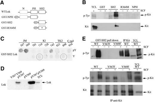 Figure 1. Lnk SH2 domain associates with the juxtamembrane domain of Kit receptor. (A) Schematic representation of GST-Lnk fusion proteins. *R364M mutation. (B) BaF3 cells expressing WT Kit receptor were unstimulated (−) or stimulated (+) with SCF (100 ng/mL) for 1 minute and incubated with GST alone or different GST-fused Lnk domains. Immunoblotting with anti-pTyr and anti-Kit antibodies allowed detection of bound activated Kit protein. TCL indicates total cell lysate. (C) 13-mer peptides containing either phosphorylated (pY) or nonphosphorylated (Y) tyrosine residues from Kit intracellular domain were synthesized on a peptide spot array. The resulting membrane was incubated with either GST-Lnk SH2 protein (0.5 μM) or GST alone as a control. Positive spots with GST are circled in black. Immunoblotting with anti-GST antibodies identified the interacting peptides. JM indicates juxtamembrane; KI, kinase insert; TK2, distal kinase domain; and C-tail, carboxyl-tail. Numbers indicate tyrosine position in Kit. (D) BMMC lysates were incubated with 2 nmol peptides containing nonphosphorylated (Y567Y569) and either one (pY567 or pY569) or both tyrosines phosphorylated (pY567pY569). Lnk binding was revealed with anti-Lnk antibodies. Lysate is used as a control. (E) Lysates from BaF3 cells expressing either WT or mutant Kit Y567F or Y569F receptors were prepared as in panel B and incubated with GST-Lnk SH2 fusion protein (top panel). Associated Kit was subsequently detected by immunoblotting with anti-pTyr antibodies. Immunoprecipitation (IP) with anti-Kit antibodies showed phosphorylation and expression of Kit proteins (bottom panels).