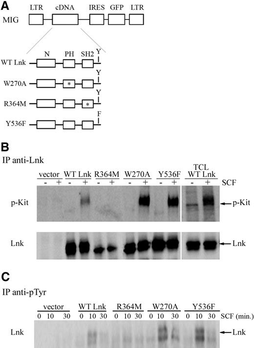 Figure 2. The Lnk SH2 domain is required for Lnk phosphorylation in BMMCs. (A) Schematic representation of WT and Lnk mutant forms cloned into the MIG retroviral vector. Point mutations in the different domains and in the carboxy-terminus tyrosine are indicated with an asterisk (*) or an F. (B) Lnk−/− BMMCs transduced with control vector or Lnk forms were stimulated with SCF for 5 minutes. Cell lysates were immunoprecipitated with anti-Lnk antibodies. Western blot analysis with anti-pKit antibodies allowed identification of associated protein (top panel). Lnk protein expression is shown (bottom panel). White lines indicate repositioned gel lanes. (C) BMMCs expressing Lnk mutant forms were stimulated with SCF for the indicated times. Lnk phosphorylation was analyzed by immunoprecipitation with anti-pTyr, followed by immunoblotting with anti-Lnk antibodies.