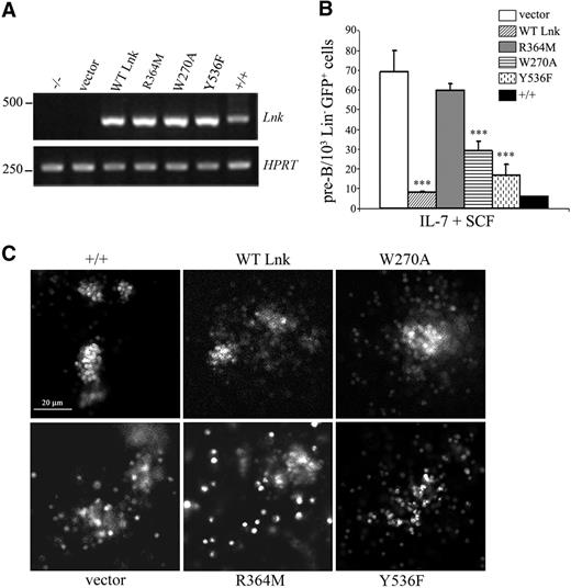 Figure 4. Lnk domains and Y536 contribute differently to the proliferation of hematopoietic progenitors in vitro. (A) Total RNA was extracted from wild-type (+/+) or Lnk−/− Lin−GFP+ progenitor cells transduced with either vector alone, WT or mutant forms of Lnk and subjected to RT-PCR with specific primers for Lnk (top panel) or HPRT (bottom panel) as control. (B) Wild-type or Lnk−/− Lin−GFP+ transduced cells were assessed for their in vitro proliferative capacity in methylcellulose media containing IL-7 and SCF. Data represent the mean plus or minus SD (error bars) of number of colonies per 103 Lin−GFP+ cells from triplicate samples from 3 independent assays using 3 to 5 mice of each genotype. Statistical significance was determined using the Student t test: ***P ≤ .01. (C) Typical appearance of GFP+ pre-B colonies from Lin− transduced progenitor cells in response to IL-7 + SCF after 7 days of incubation in methylcellulose media. GFP+ colonies were acquired with a 40×/0.55 NA dry objective and a charge-coupled device (CCD) camera (MicroMax 13004, Princeton Instruments, Trenton, NJ). Images were processed with MetaMorph software (Molecular Devices, Downingtown, PA). Scale bar equals 20 μm.