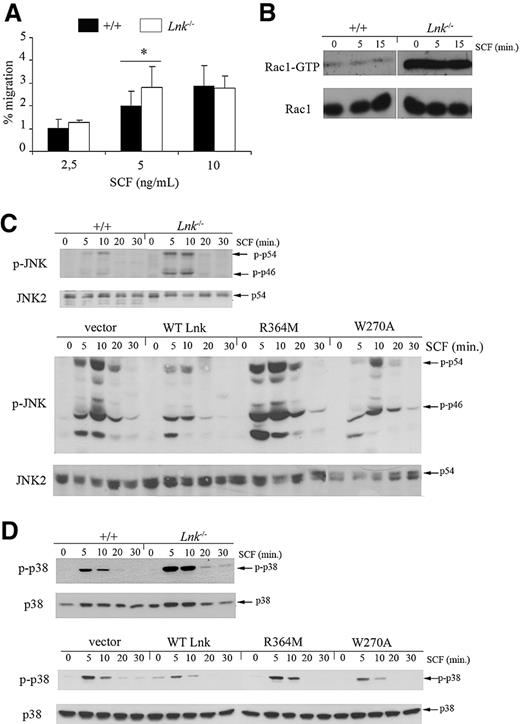 Figure 5. Lnk down-regulates SCF-dependent migration and activation of Rac/JNK and p38 MAPK pathways. (A) Wild-type and Lnk−/− BMMCs were assessed for migration in response to the indicated concentrations of SCF in a transwell assay as described in “BMMC migration assay.” Data represent the mean plus or minus SD (error bars) of triplicate samples from 3 independent experiments. Significance was determined by Student t test: *P ≤ .05. (B) BMMCs from wild-type and Lnk−/− mice were stimulated with SCF (50 ng/mL) for the indicated times. Cell lysates were used in a GST-PAK1 effector pull-down assay. Activated Rac1 (Rac1-GTP; top panel) and total Rac1 (bottom panel) were examined by immunoblot with anti-Rac1 antibodies. Similar results were seen in 3 independent experiments. White lines indicate repositioned gel lanes. (C,D) Total lysates from wild-type and Lnk−/− (top panels) or mutant Lnk-expressing BMMCs (bottom panels) were prepared as in Figure 3C. JNK (C) or p38 MAPK (D) activation was assessed by immunoblotting with anti–phospho-JNK (p-JNK) or anti–phospho-p38 (p-p38) MAPK antibodies, respectively. Total JNK and p38 MAPK levels were analyzed by immunoblotting (bottom panels). Data shown represent one of 3 independent experiments with similar results.