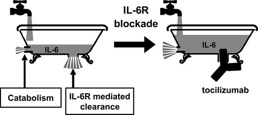 Figure 6. Schematic model of the mechanism by which serum IL-6 is increased when IL-6 receptor is blocked by tocilizumab. The bathtub model explains the elimination of IL-6 from serum before and after administration of tocilizumab. The rate of water flowing from the faucet into the tub (the IL-6 production rate) remains constant. Before tocilizumab administration, the rate of water flowing out of the bathtub (the elimination of receptor-bound IL-6 from serum and IL-6 catabolism) is also constant, so the water level (serum IL-6 level) remains constant. In the second diagram, the flow of IL-6 from the bathtub is greatly restricted by a “plug” (IL-6R–mediated elimination is inhibited by tocilizumab). The water level increases and then remains constant at a higher level (serum IL-6 increases to a new steady-state level when the IL-6 production rate matches the IL-6 degradation rate).