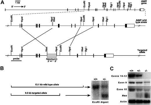 Figure 1. Targeting of the α-adducin gene, Add1. (A) Structure of the α-adducin locus according to Ensembl transcript identification ENSMUST00000114340 with the targeted allele shown below. Numbered boxes represent exons. Relevant restriction sites are indicated. (B) Homologous recombination generates a 13.1-kb wild-type and a 9.0-kb mutant allele upon digestion of ES cell DNA with EcoRI. (C) Northern blot analysis of E14.5 fetal liver with hybridization probes indicated. RT-PCR primers used to generate probes are given in Table 1. +/+ indicates wild- type; +/−, heterozygotes; and −/−, homozygous null.