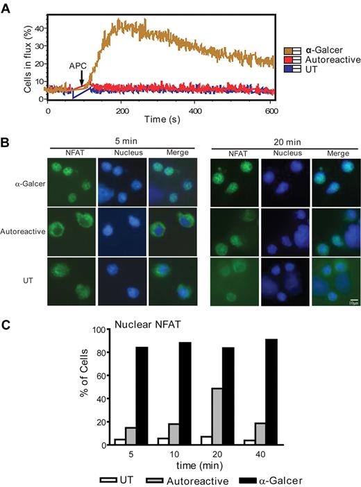 Figure 2. Defective calcium signaling during NKT-cell autoreactive activation. (A) NKT cells were labeled with the intracellular calcium indicator dyes Fluo-4 and Fura-Red and stimulated by contact with APCs. UT indicates the untransfected parent cell (CD1d-negative); Autoreactive, unpulsed CD1d-transfected APCs; α-GalCer, antigen-pulsed CD1d transfectants. Intracellular calcium levels were assessed by flow cytometry. The cells in flux were defined as those cells with a ratio of Fluo-4 to Fura-Red that exceeded the 95% confidence interval of the baseline. The data shown are from 1 representative experiment of 3 using clone J24N.22, and similar results were obtained from 3 other clones. (B) NKT cells were coincubated for 5 minutes (left panels) or 20 minutes (right panels) with APCs, and NFAT1 activation was assessed by immunofluorescence analysis of nuclear translocation. NFAT1 is shown in green and nuclear staining (6-diamidino-2-phenylindole dihydrochloride) is shown in blue. (C) The percentage of NKT cells showing nuclear colocalization of NFAT1 after the indicated APC coincubation times. At least 80 events in 10 independent fields were quantitated. The data in panels B and C are from 1 representative experiment of 2 using clone J24N.22, and similar results were observed from analysis of 1 other NKT-cell clone.