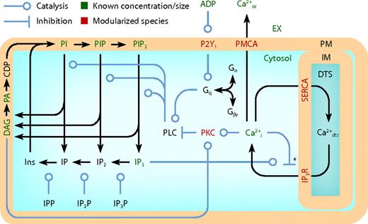 Figure 1. Schematic of platelet model compartmentalization and reactions. The full model comprises 5 compartments, 70 species, 77 reactions, and 132 kinetic parameters (Table 1). Three-dimensional compartments: extracellular (EX), cytosolic, and DTS. Two-dimensional compartments: PM and DTS inner membrane (IM). IPP indicates inositol phosphate phosphatase; IP2P, inositol bisphosphate phosphatase; IP3P, inositol trisphosphate phosphatase; DAG, diacylglycerol; PA, phosphatidic acid; CDP, CDP-DAG.