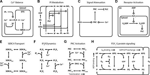 Figure 2. Detailed reaction schemes for platelet signaling modules. (A) Ca2+ module: cytosolic and DTS compartments are separated by the DTS membrane, which contains the IP3R and SERCA. (B) PI module: PM-bound PIs are cleaved by PLC-β to form diffusible inositol phosphates and DAG, which are substrates for resynthesis of PIs. (C) PKC module: Ca2+i and DAG activate PKC, which migrates to the PM where it phosphorylates PLC-β. (D) P2Y1 module: extracellular ADP binds to and activates P2Y1. Active P2Y1 accelerates guanine nucleotide exchange on bound Gq. Gq-GTP binds and activates PLC-β, which increases the GTPase activity of Gq-GTP. (E) SERCA catalytic cycle24: Subscripts: E1, facing cytosol; E2, facing DTS; P, phosphorylated. (F) IP3R dynamics25: Subscripts: n, native; i1, inhibited; o, open; a, active; s, shut, i2, inhibited. (G) PKC activation: Active kinase is bound to Ca2+i and DAG and located at the PM. Subscripts: M, located at the PM; C, Ca2+-bound; D, DAG-bound. (H) P2Y1 activation module: Rate equations describing the interactions among ADP, P2Y1, and Gq were modeled according to the ternary complex model described by Kinzer-Ursem et al46 For clarity, DTS membrane and cytosolic compartments are not delineated. A indicates ADP; P, P2Y1; G, Gq. *Ca2+ both activates and inhibits IP3R.25